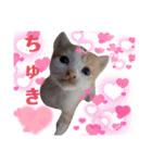 家のねこズ@日常（個別スタンプ：13）