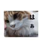 家のねこズ@日常（個別スタンプ：14）