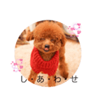 愛犬Duffy（個別スタンプ：1）