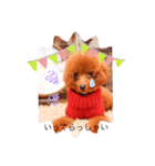 愛犬Duffy（個別スタンプ：6）