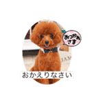 愛犬Duffy（個別スタンプ：7）