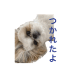 シーズーの白身さん（個別スタンプ：5）