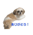 シーズーの白身さん（個別スタンプ：6）