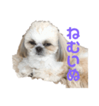シーズーの白身さん（個別スタンプ：8）