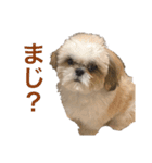 シーズーの白身さん（個別スタンプ：9）