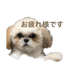 シーズーの白身さん（個別スタンプ：12）