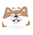 ぽわぽわ秋田犬（個別スタンプ：1）