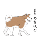 ぽわぽわ秋田犬（個別スタンプ：3）