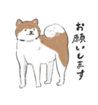 ぽわぽわ秋田犬（個別スタンプ：5）