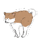 ぽわぽわ秋田犬（個別スタンプ：7）
