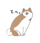 ぽわぽわ秋田犬（個別スタンプ：12）