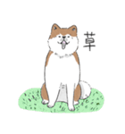ぽわぽわ秋田犬（個別スタンプ：22）