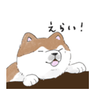 ぽわぽわ秋田犬（個別スタンプ：25）