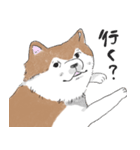 ぽわぽわ秋田犬（個別スタンプ：26）