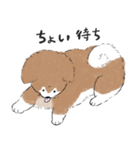 ぽわぽわ秋田犬（個別スタンプ：37）