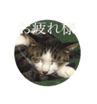 ねっころがる（個別スタンプ：9）