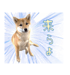 光る！飛ぶ！犬と猫（個別スタンプ：5）