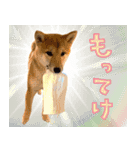 光る！飛ぶ！犬と猫（個別スタンプ：15）