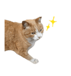 猫のコロちゃんのスタンプ（個別スタンプ：1）