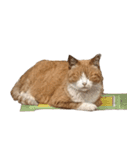 猫のコロちゃんのスタンプ（個別スタンプ：3）