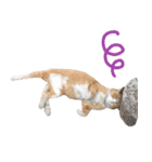 猫のコロちゃんのスタンプ（個別スタンプ：4）