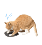 猫のコロちゃんのスタンプ（個別スタンプ：5）
