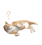 猫のコロちゃんのスタンプ（個別スタンプ：9）