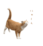 猫のコロちゃんのスタンプ（個別スタンプ：10）