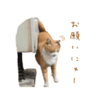 猫のコロちゃんのスタンプ（個別スタンプ：12）