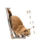 猫のコロちゃんのスタンプ（個別スタンプ：13）