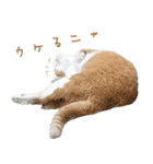 猫のコロちゃんのスタンプ（個別スタンプ：15）