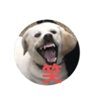 ペットの代弁⑤（個別スタンプ：1）