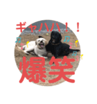 ペットの代弁⑤（個別スタンプ：3）
