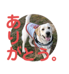 ペットの代弁⑤（個別スタンプ：9）