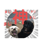 ペットの代弁⑤（個別スタンプ：12）