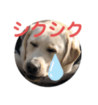 ペットの代弁⑤（個別スタンプ：13）