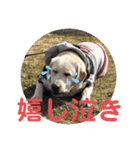 ペットの代弁⑤（個別スタンプ：16）