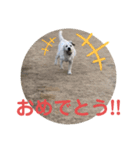 ペットの代弁⑤（個別スタンプ：18）