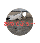 ペットの代弁⑤（個別スタンプ：20）