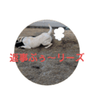 ペットの代弁⑤（個別スタンプ：22）