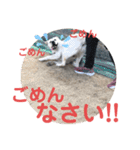 ペットの代弁⑤（個別スタンプ：28）
