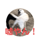 ペットの代弁⑤（個別スタンプ：29）