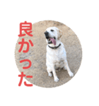 ペットの代弁⑤（個別スタンプ：31）