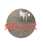 ペットの代弁⑤（個別スタンプ：33）