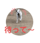 ペットの代弁⑤（個別スタンプ：34）