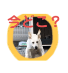 ペットの代弁⑤（個別スタンプ：35）