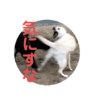 ペットの代弁⑤（個別スタンプ：39）