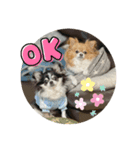 kocolita♡ロングコートチワワ⑥（個別スタンプ：1）