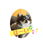 kocolita♡ロングコートチワワ⑥（個別スタンプ：3）