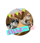 kocolita♡ロングコートチワワ⑥（個別スタンプ：4）